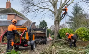 How Much Is a Tree Surgeon Day Rate in the UK
