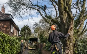 What Factors Affect the Final Tree Surgeon Quote